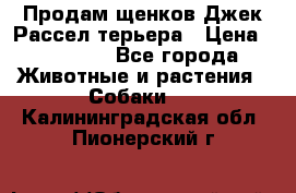 Продам щенков Джек Рассел терьера › Цена ­ 25 000 - Все города Животные и растения » Собаки   . Калининградская обл.,Пионерский г.